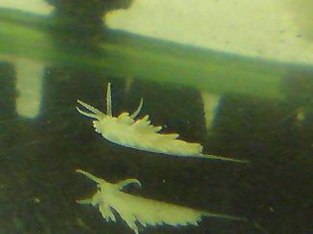 Berghia verrucicornis, Glasrosenfr. Nacktschnecke - Schnecken - Suhl