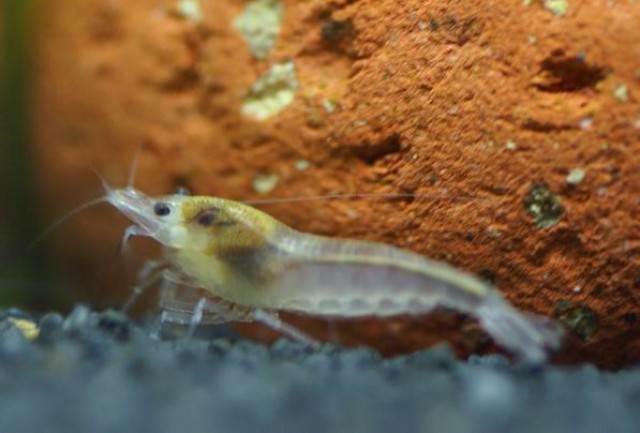 Zwergarnelen  White Pearl  abzugeben - Garnele - Rudelzhausen