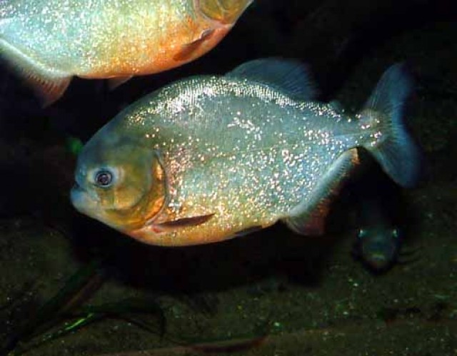 ROTE PIRANHAS - Piranha - neunkirchen