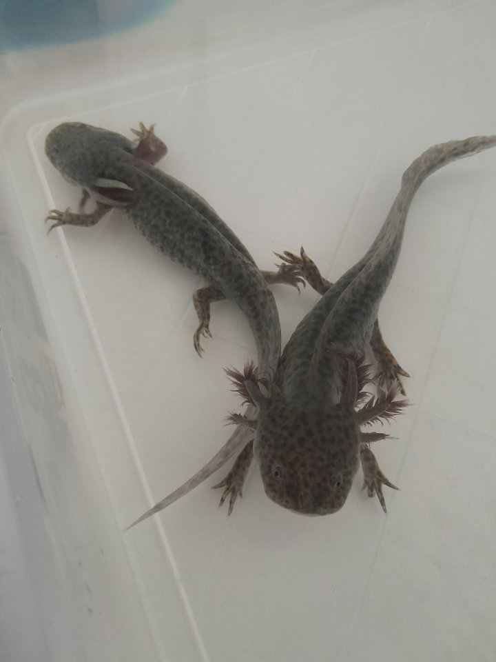 Axolotl Nachzucht abzugeben - Sonstige - Salzgitter