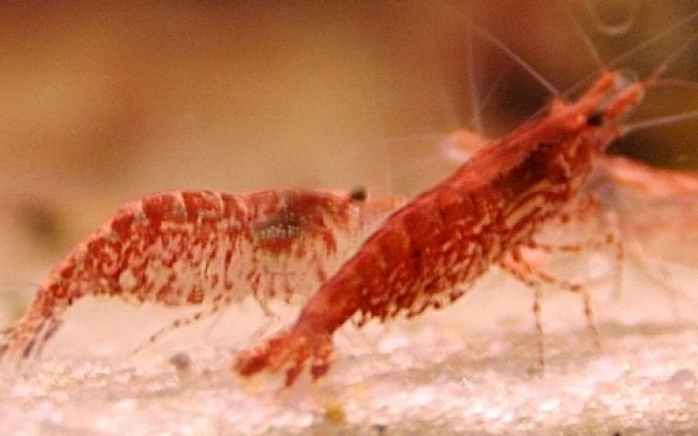 Red Cherry / Red Fire (Versand möglich) - Garnele - Blankenfelde