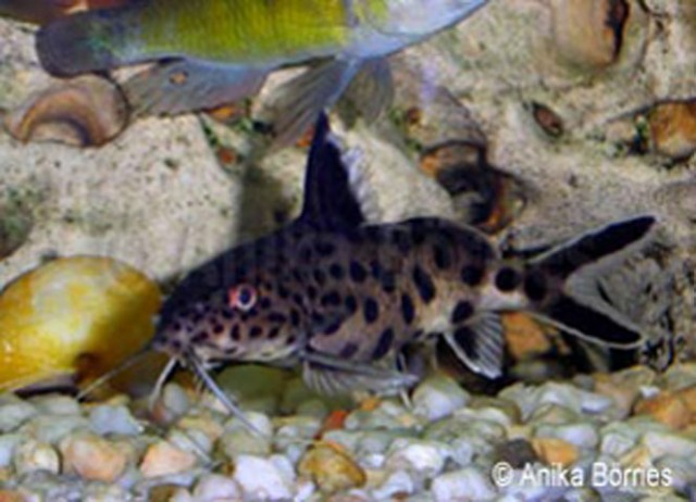 Fiederbartwels, Kuckuckswels, Synodontis multipunctatus - Wels - heilbronn