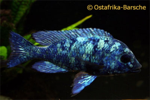 Malawi Buntbarsche von Hobbyzüchter - Barsche - Bochum