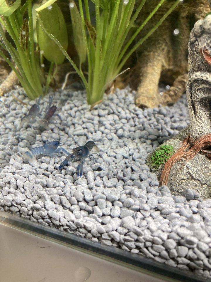 Wunderschöne junge Cherax - Krebs - Schmalkalden