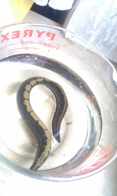 Riesenstachelaal/ Stachelaal (ca. 33cm) zu verkaufen - Aale - Hof