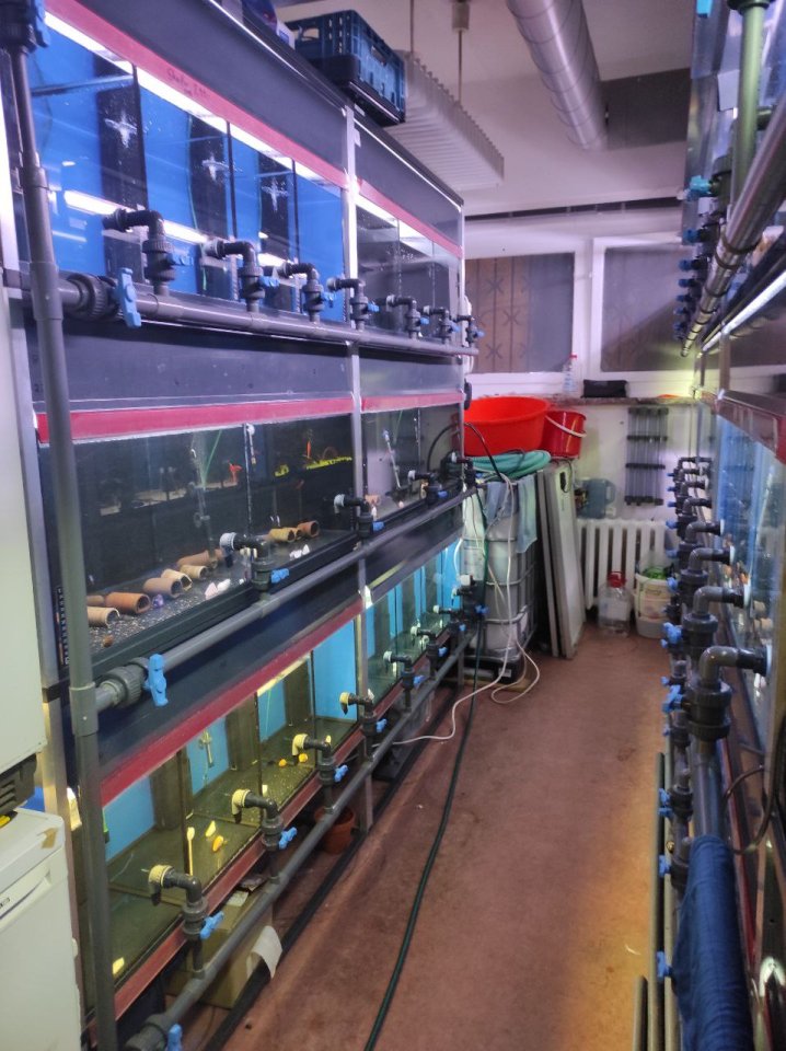 Profi Aquarium - Fisch-Zuchtanlage mit Ablaufvorrichtung - Aquarium - Halle