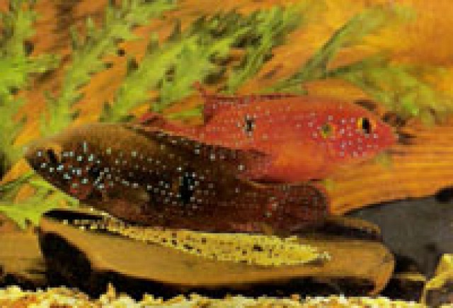  Hemichromis lifalili abzugeben  - Barsche - Stadtsteinach