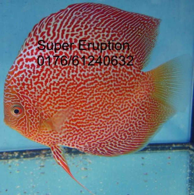 Diskus Red Leopard, Super Eruption............ - Diskus - Ludwigshafen