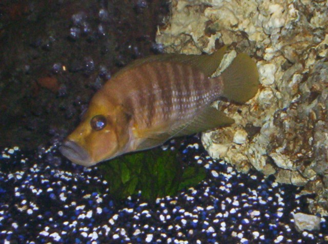 Barsche zu verkaufen - Barsche - Sinsheim