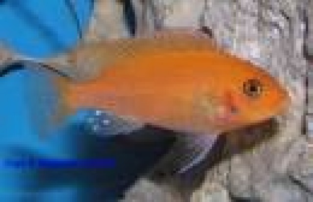 Ps.estherae - Barsche - Nastätten