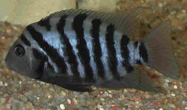 Zebra-Buntbarsche - Barsche - Sundern