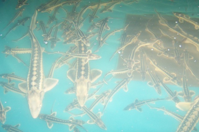 Störe Riesige Auswahl! Albino Sterlet, Beari, Diamantstöre - Fische Sonstige - Schafflund