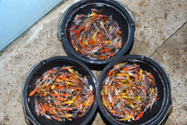 Koi - Teichfische - Muscheln - Krebse schon jetzt für 2016 bestellen - Koi - Handewitt