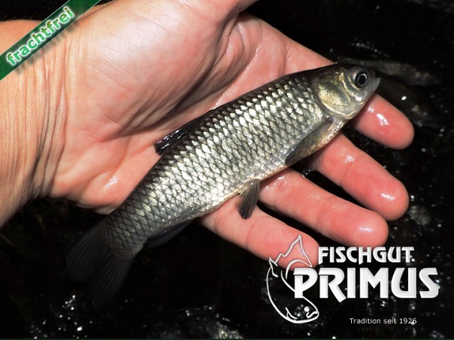 Besatzfische! 30 Graskarpfen ca. 15-20 cm - Fische Sonstige - Iserlohn