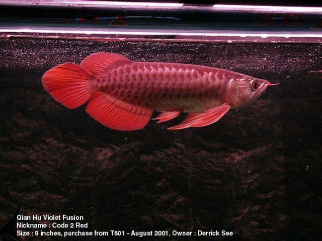L-Welse und asiatische Arowana - Wels - Krefeld
