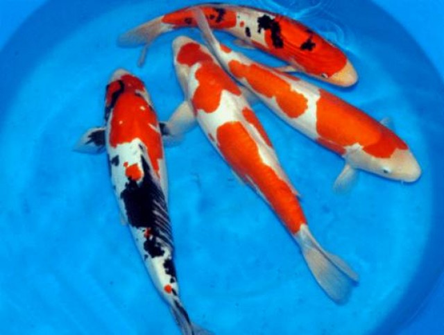 Japan Koi,Israel Koi,Euro Koi // Fa.Fördefisch - Koi - Handewitt