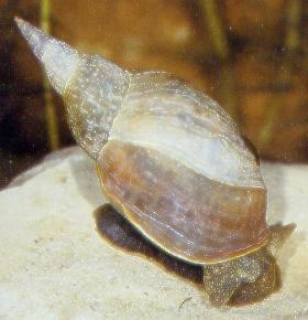 Posthornschnecken-Sumpfdeckelschnecken-Spitzhornschnecken zu verkaufen - Schnecken - Handewitt