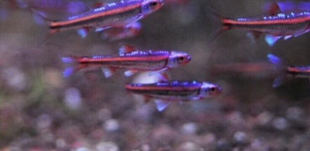 Regenbogenelritze - Fische Sonstige - Neuenkirchen 