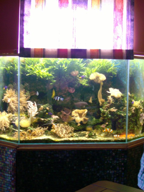 Meerwasser Aquarium ca.300 l VB 990,00 € - Aquarium - Glücksburg/Ostsee