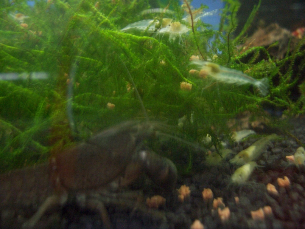 PROCAMBARUS VASQUECAE - Krebs - Sendenhorst
