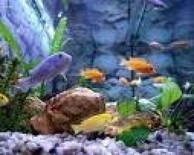 Kleine orange und blaue Barsche - Barsche - Weißenburg