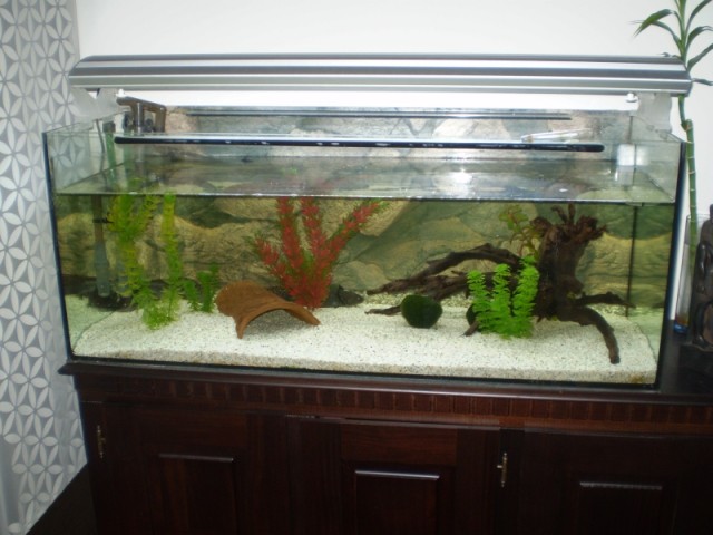 Axolotl-Pärchen, Wildlinge abzugeben! - Fische Sonstige - Hamburg
