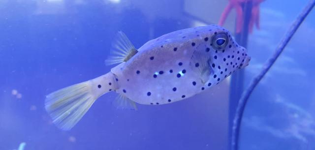 Kofferfisch und Kugelfisch abzugeben - Fische Sonstige - Deggenhausertal
