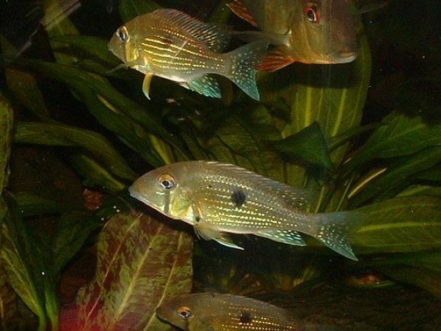 Biete Buntbarsche Geophagus Taeniopareius 4,- € (Südamerika) - Barsche - Freiburg