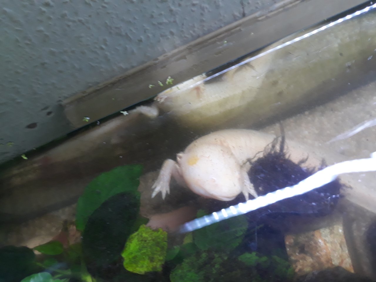 5 Axolotl Aquarium 160 cm  Fische Steine - Sonstige - Langgöns