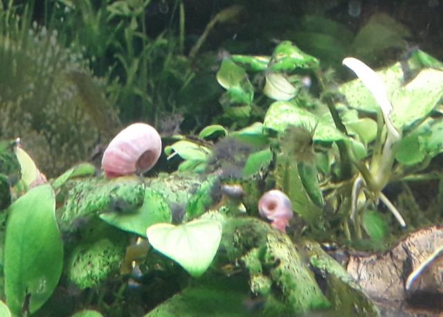 Kleine Posthornschnecke rot, blau, braun Planorbella duryi var. Aquarium Schneck - Schnecken - Wolfsbach