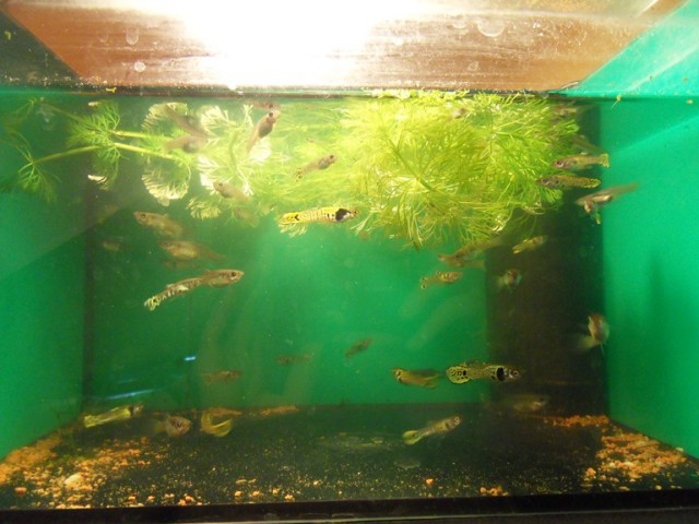 Hübsche Tiger Endler abzugeben - Guppy - Bendorf