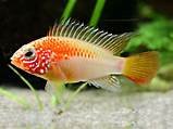 Apistogramma macmasteri und cacaduoides - Aquarium - Schwabmünchen 