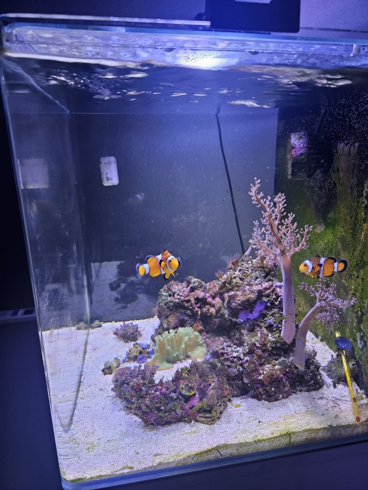 Meerwasser Aquarium - Sonstige - Flöha