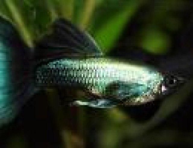 Moskau Guppy blau - Guppy - Burgdorf