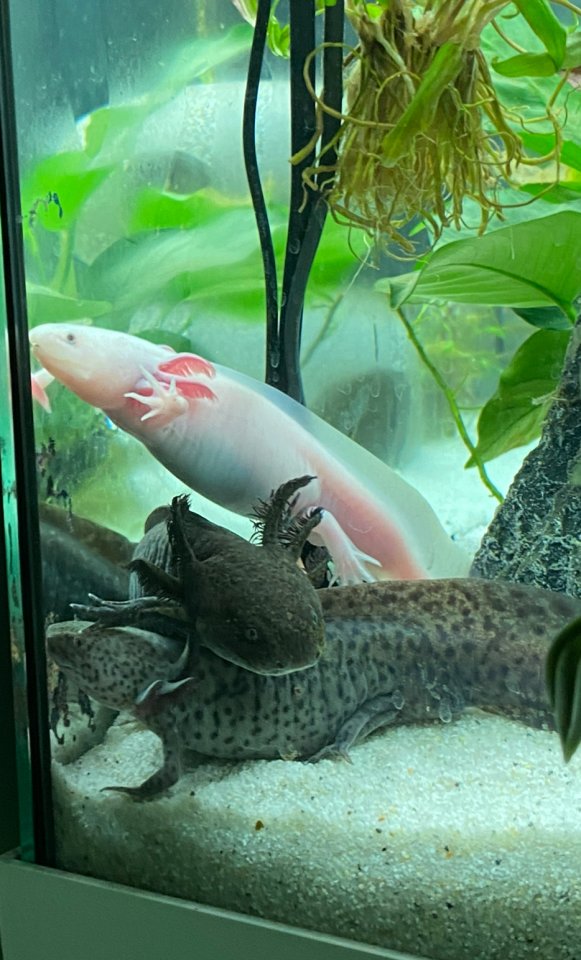 Axolotl Aquarium Juwel - Sonstige - lehre