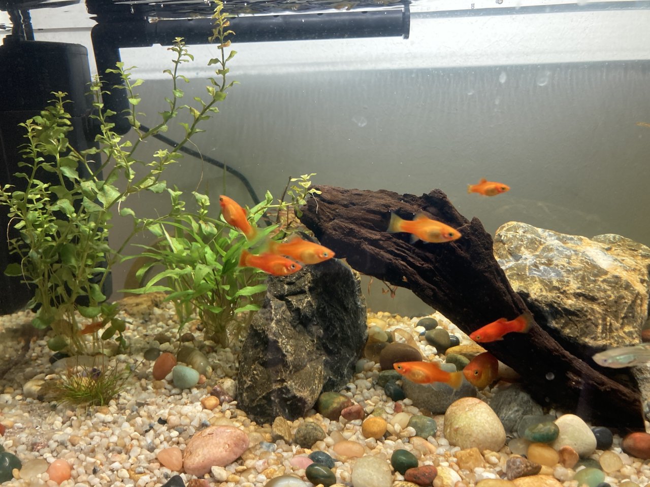 Platy Fische zu verschenken - Sonstige - Wiesbaden