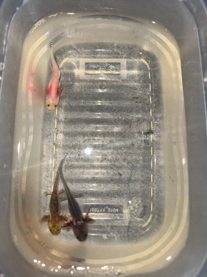 8 Juntier Axolotl zum Verkauf an - Aale - Gera