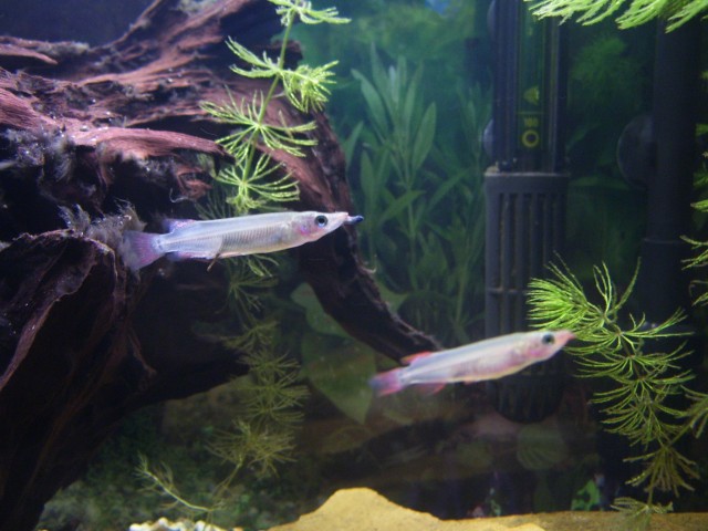 Suche Blutaustausch für Nomorhamphus liemi - Hecht - Lenningen