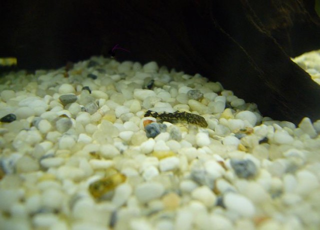 Welse zu verschenken!!!! - Wels - Stade