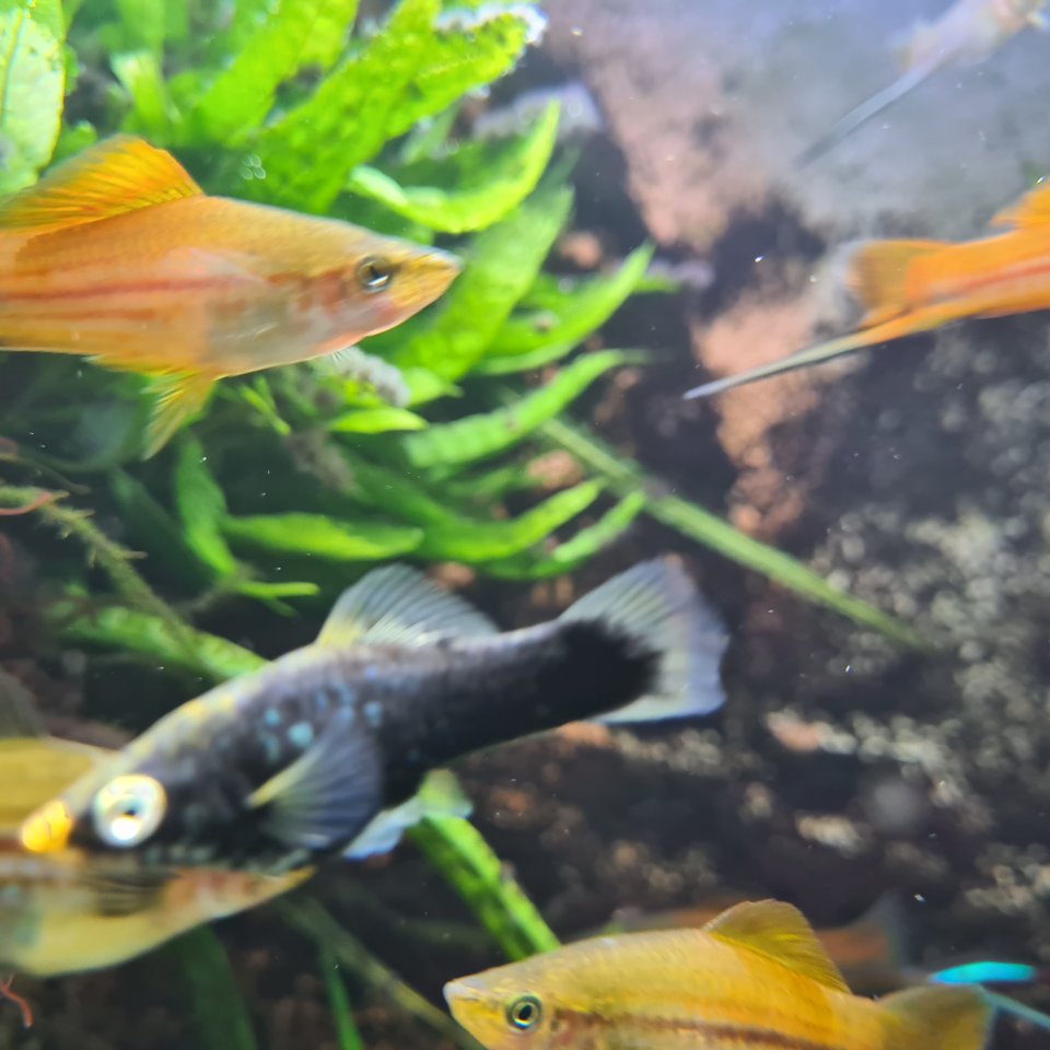 Aquariumfische, Schwertträger an Selbstabholer abzugeben - Aquarium - Lohmar