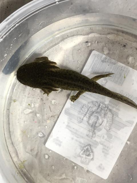 Axolotl Molche  - Fische Sonstige - Braunfels