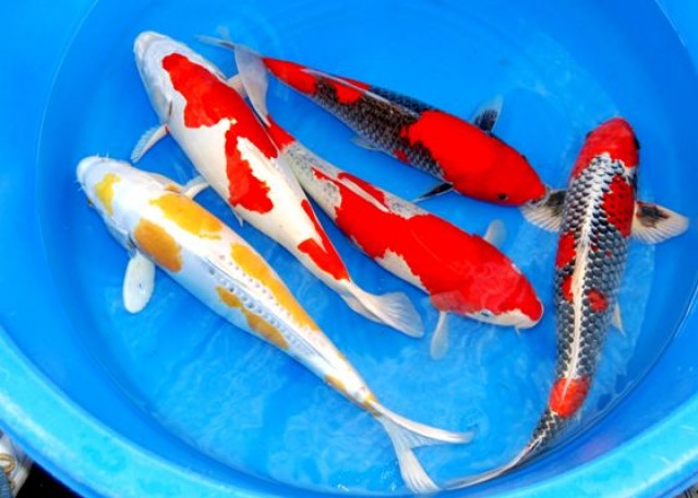 Bundesweiter Tierversand - Fische - Tiere // Fa.Fördefisch - Koi - Handewitt