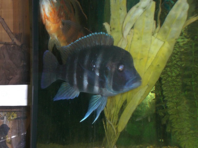 !!!!!!!! Tanganjika-Beulenkopf Cyphotilapia frontosa !!!!!!!! - Barsche - Heilsbronn