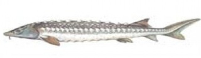 Fördefisch.de //  Störe und Sterlet in verschiedenen Größen zu verkaufen  // - Koi - Handewitt