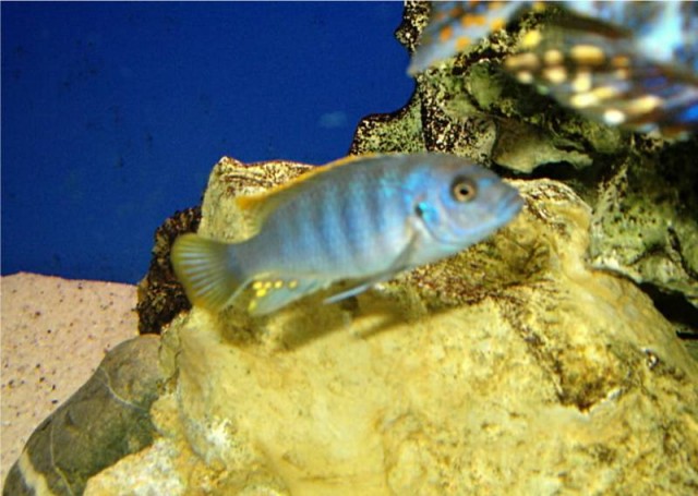 Maylandia zebra red top zu verkaufen - Barsche - tettnang