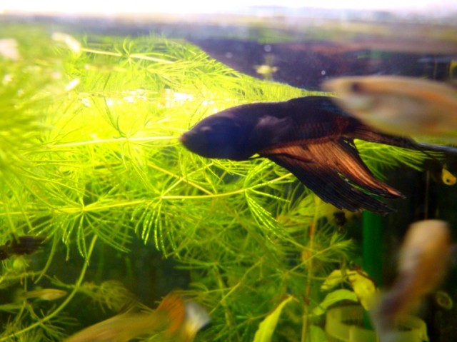 Betta Splender (siamesischen Kampffisch) günsitg abzugeben - Fische Sonstige - Koblenz