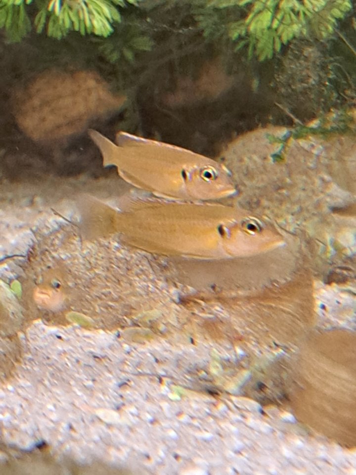 Neolamprologus ocellatus gold  (Tanganjikasee Schneckenbuntbarsch) - Barsche - Köln