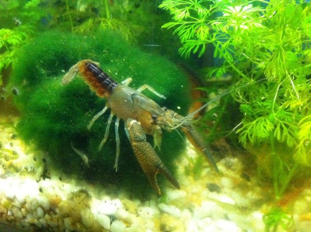 Flusskrebse Procambarus Vasquezae - Krebs - Moers