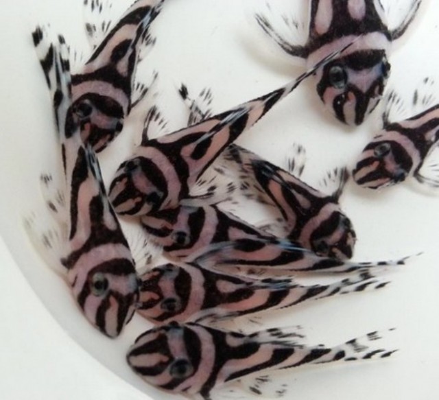 Premium Qualität tropischen Aquarium Fische zum Verkauf - Fische Sonstige - Holzstraße 41, 80469 München, Germany