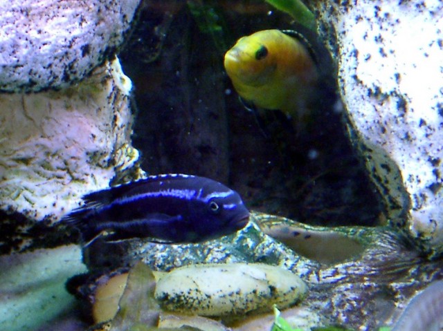 Melanochromis maingano - Barsche - Immendingen
